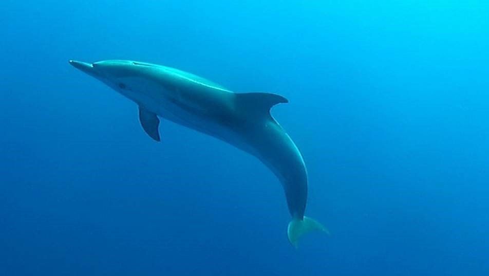 De formidables aventures à vivre avec des « géants des mers » (Mandelieu) !