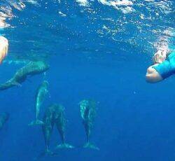 Pouvoir observer des dauphins sauvages ou nager avec eux en mer Méditerranée !