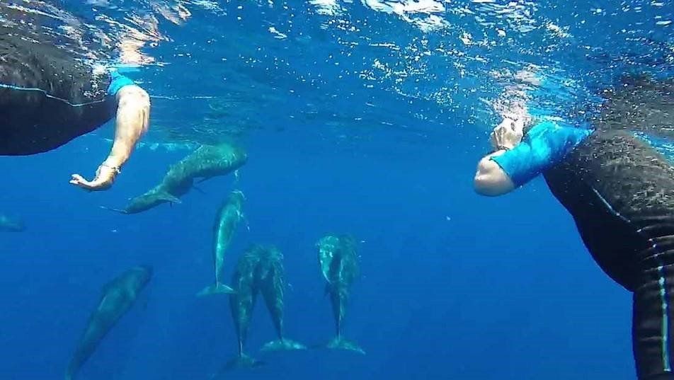 Pouvoir observer des dauphins sauvages ou nager avec eux en mer Méditerranée !