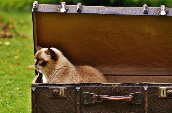 Conseils pratiques pour voyager sans soucis avec votre chaton